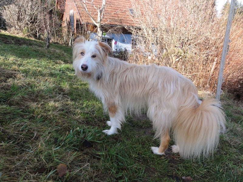 liebe  Langhaar Border Collie Mix  Hündin, creme,  6  Jahre von privat /  Schwarzwald