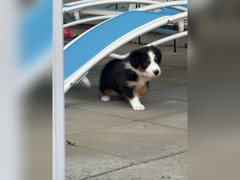 Border Collie Welpe