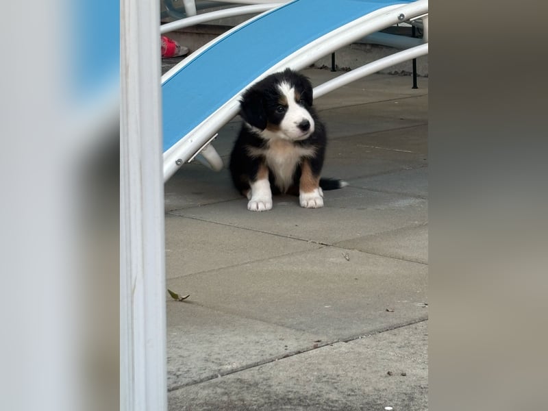Border Collie Welpe