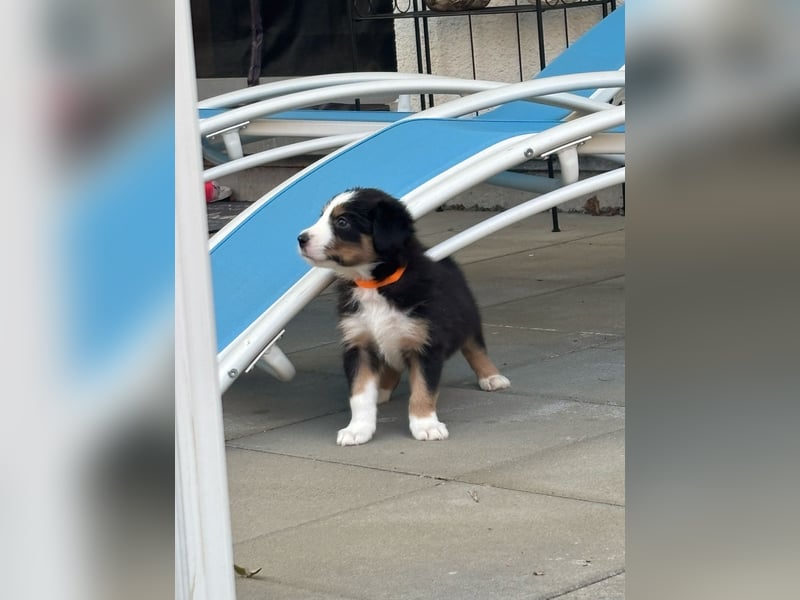 Border Collie Welpe