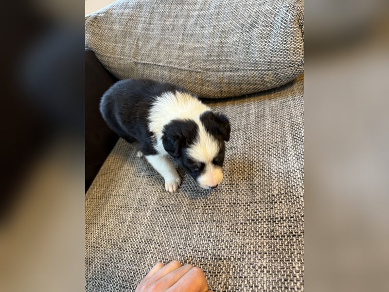 Border Collie  1 Welpe noch auf der Suche rüde