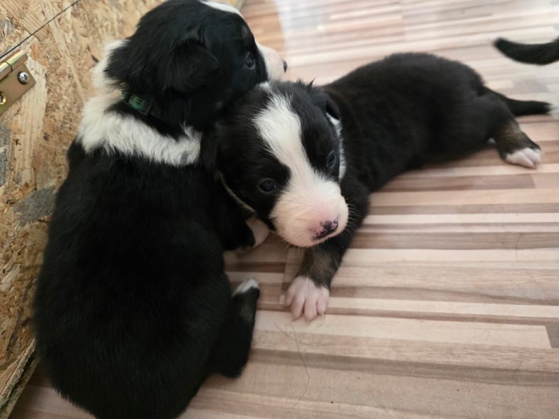 Border Collie Welpen