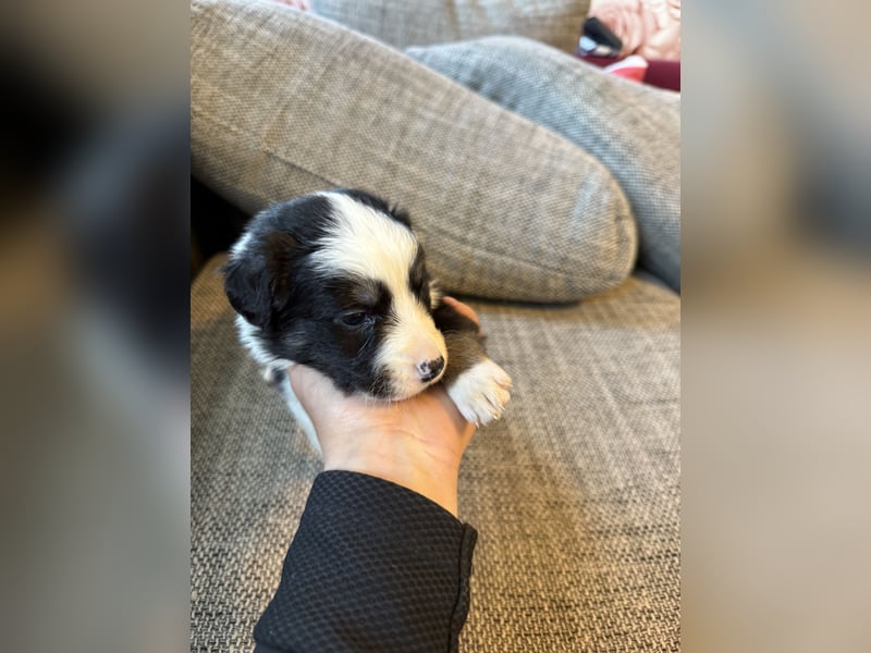 Border Collie  1 Welpe noch auf der Suche rüde