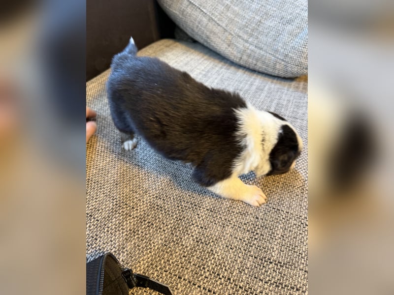 Border Collie  1 Welpe noch auf der Suche rüde