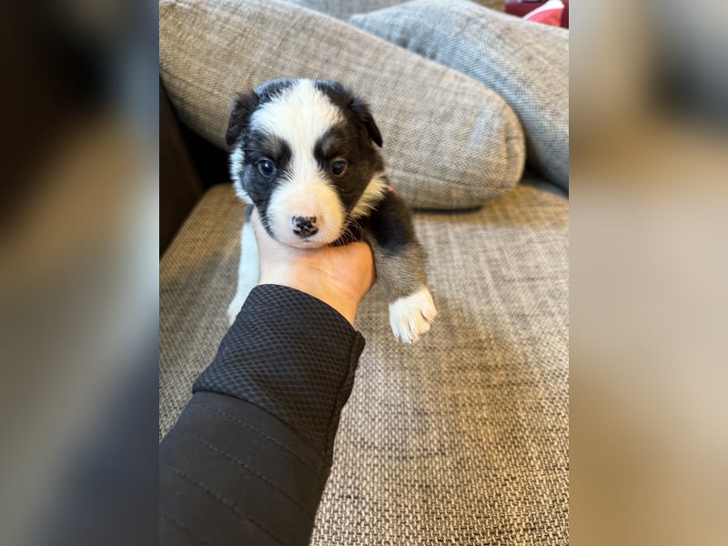 Border Collie  1 Welpe noch auf der Suche rüde