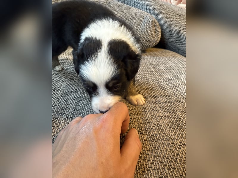 Border Collie  1 Welpe noch auf der Suche rüde