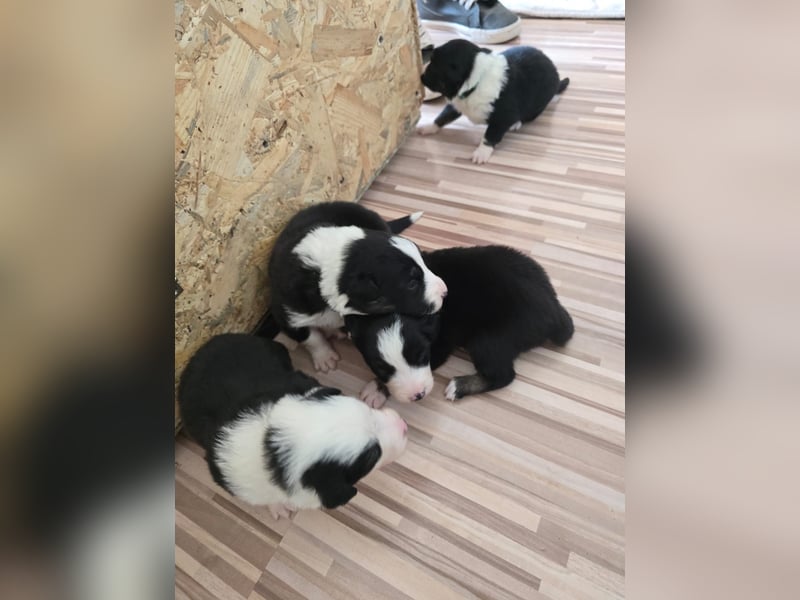 Border Collie Welpen