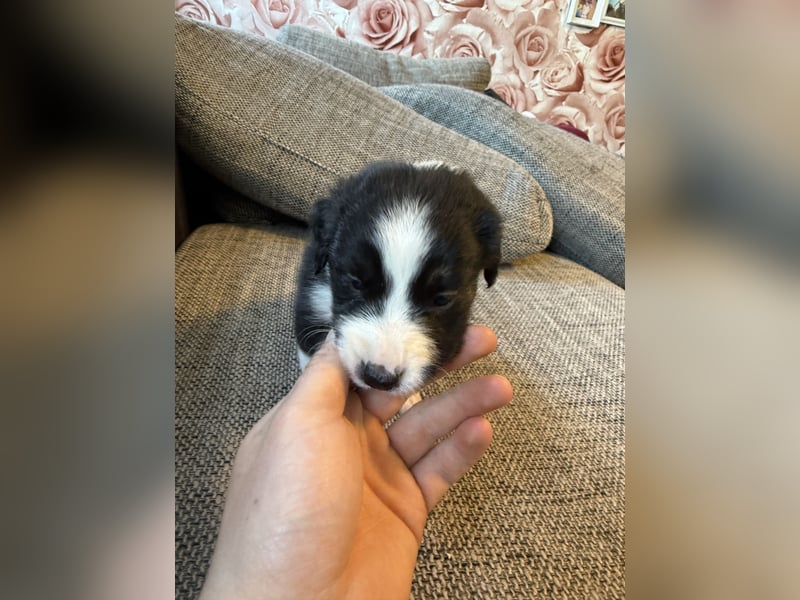 Border Collie  1 Welpe noch auf der Suche rüde