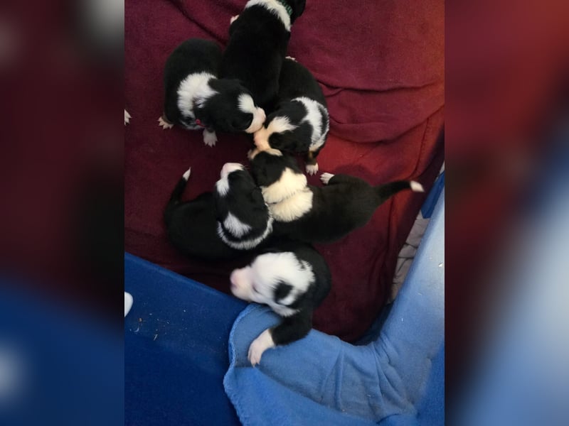 Border Collie Welpen
