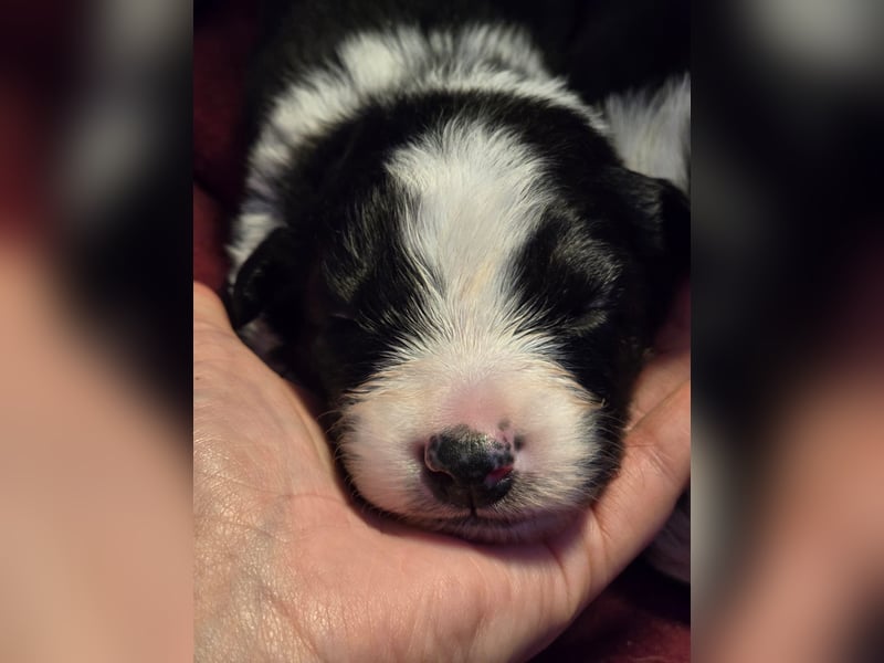 Border Collie Welpen