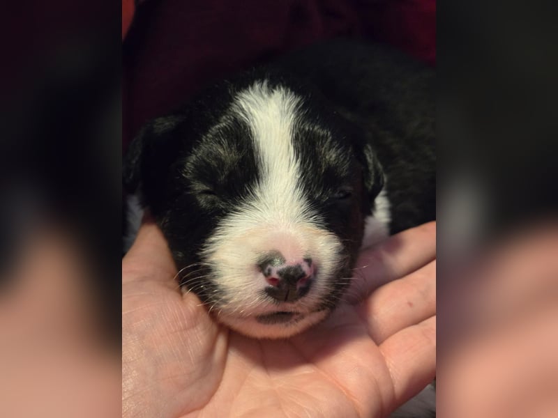 Border Collie Welpen