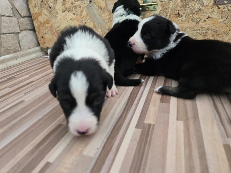 Border Collie Welpen