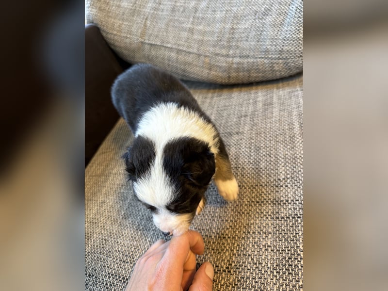 Border Collie  1 Welpe noch auf der Suche rüde