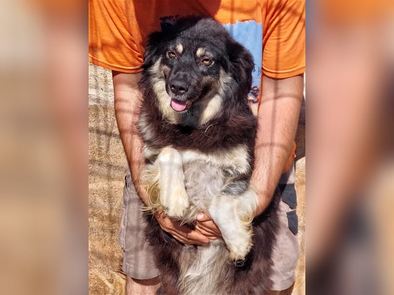 Laika, sehr freundliche Hundedame sucht ihr Für-Immer-Zuhause