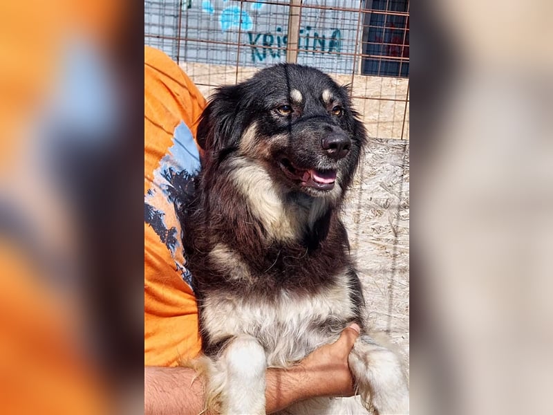 Laika, sehr freundliche Hundedame sucht ihr Für-Immer-Zuhause