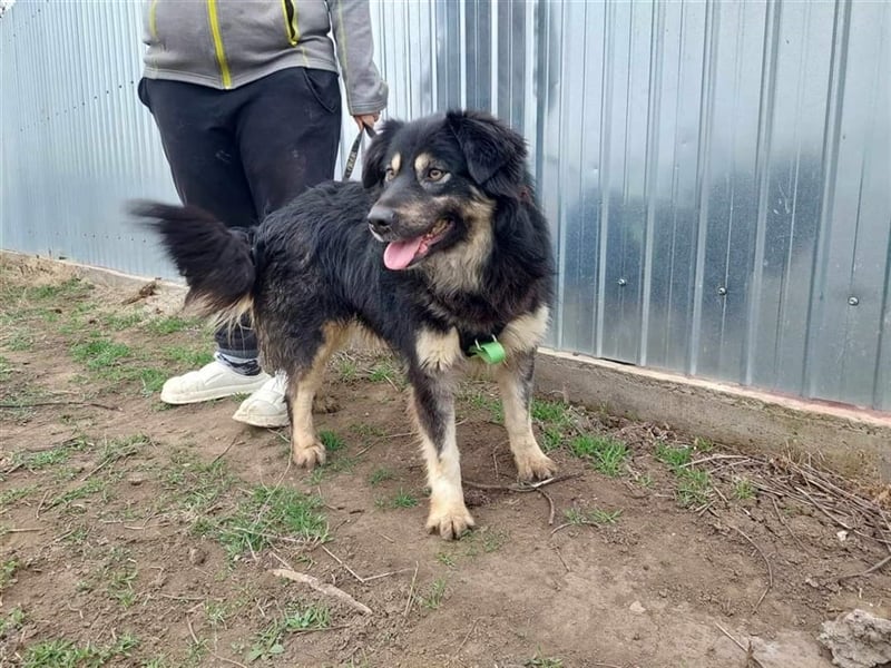 Laika, sehr freundliche Hundedame sucht ihr Für-Immer-Zuhause