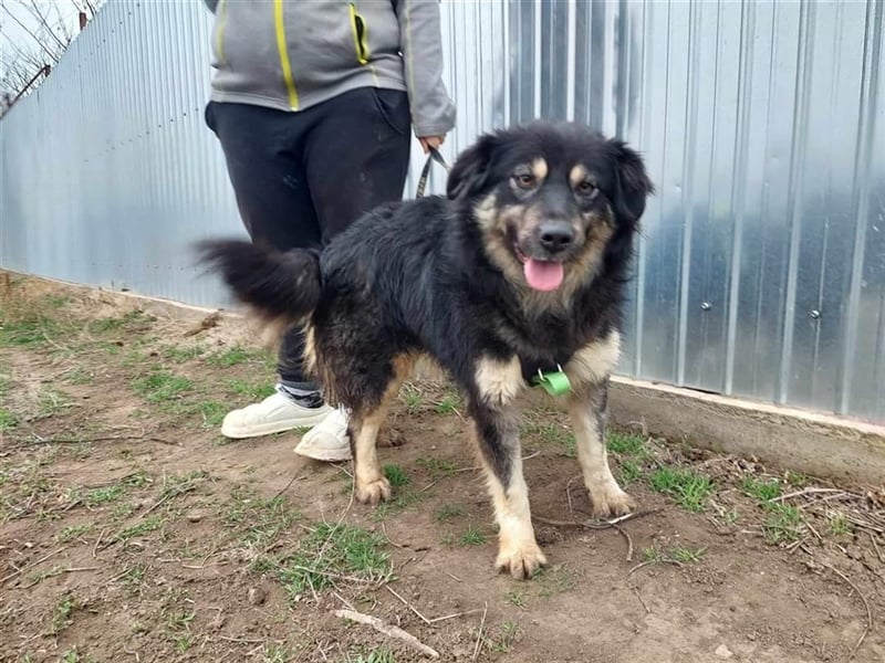 Laika, sehr freundliche Hundedame sucht ihr Für-Immer-Zuhause