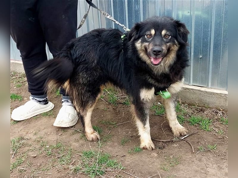 Laika, sehr freundliche Hundedame sucht ihr Für-Immer-Zuhause