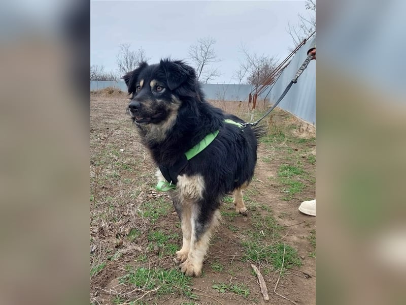 Laika, sehr freundliche Hundedame sucht ihr Für-Immer-Zuhause