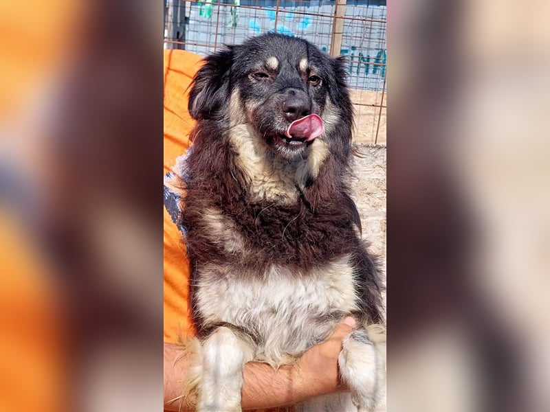 Laika, sehr freundliche Hundedame sucht ihr Für-Immer-Zuhause