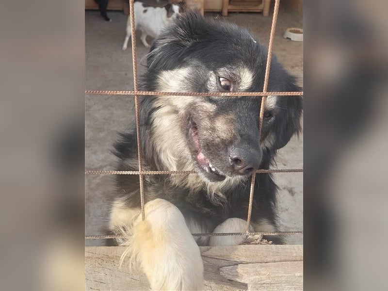 Laika, sehr freundliche Hundedame sucht ihr Für-Immer-Zuhause