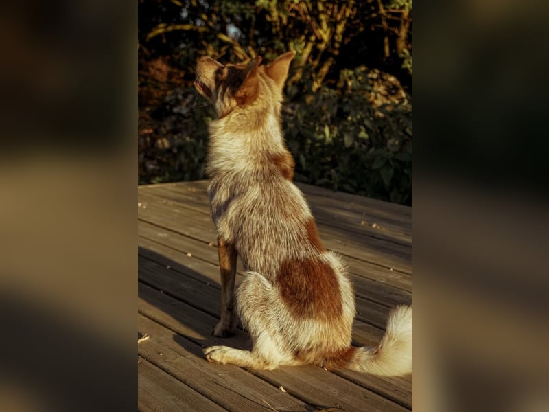 Kaya,  sportliche Border Collie Mischlingshündin