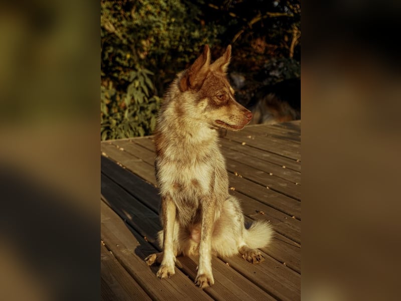 Kaya,  sportliche Border Collie Mischlingshündin