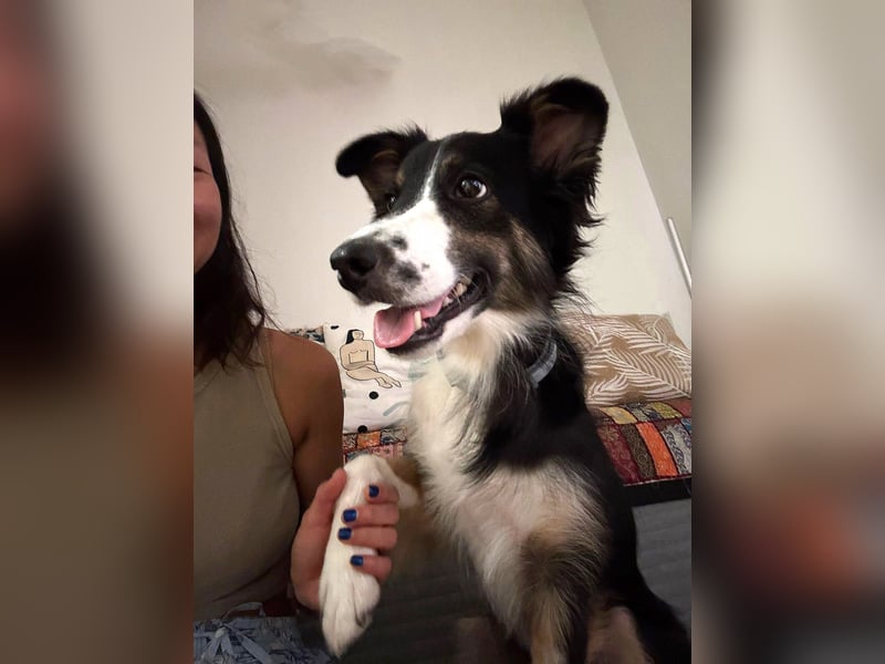 Freya – junge Border-Collie-Dame mit großem Herzen
