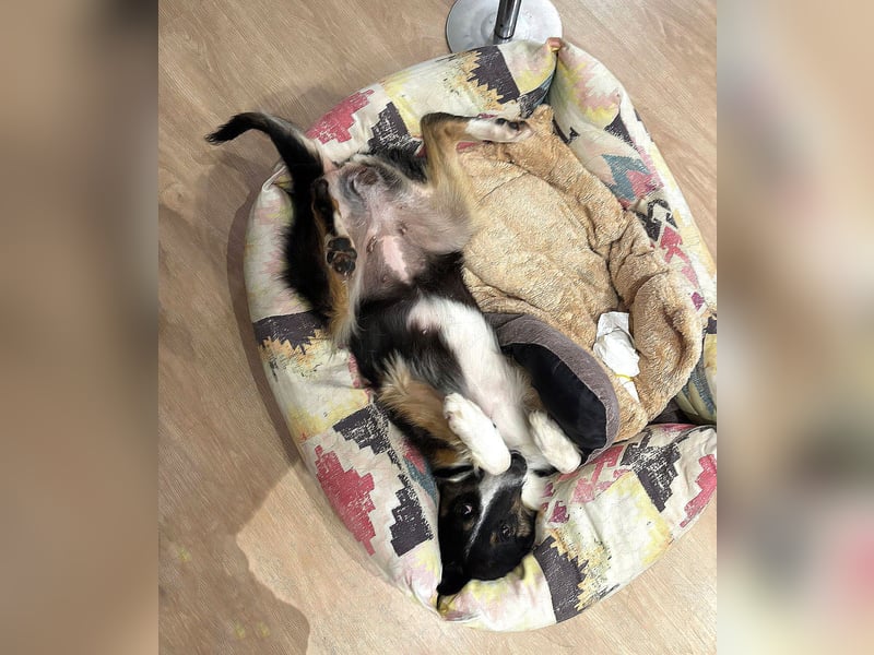 Freya – junge Border-Collie-Dame mit großem Herzen