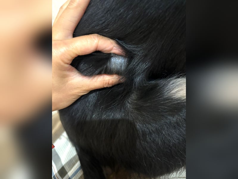 Freya – junge Border-Collie-Dame mit großem Herzen