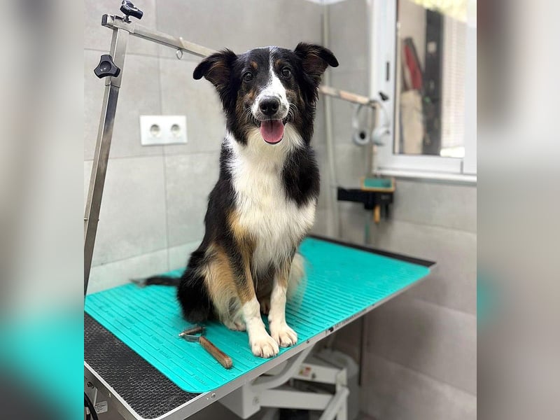Freya – junge Border-Collie-Dame mit großem Herzen