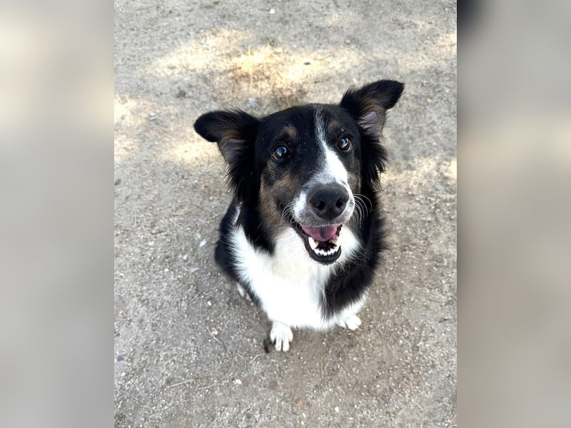 Freya – junge Border-Collie-Dame mit großem Herzen