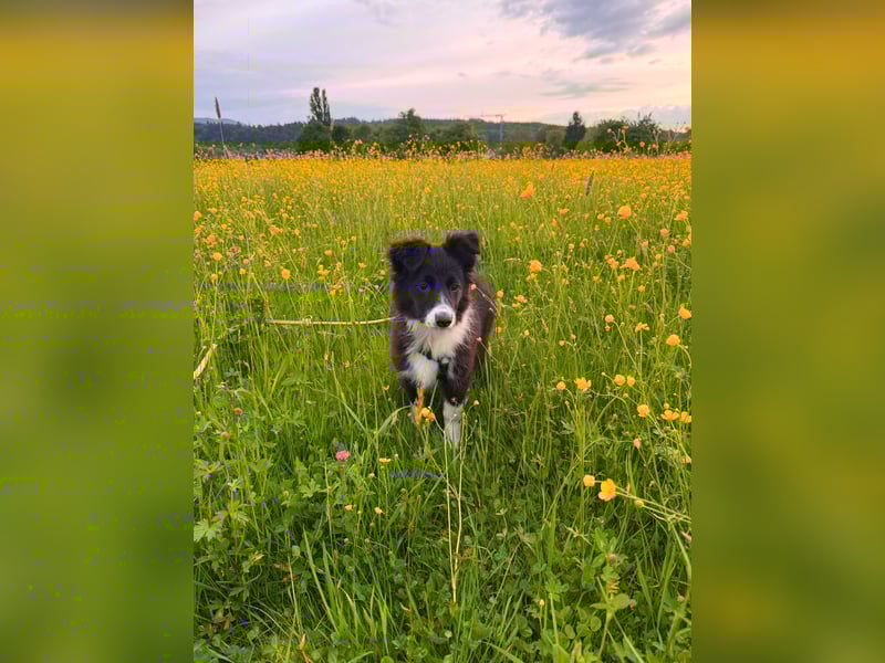 Border Collie Welpe Hündin