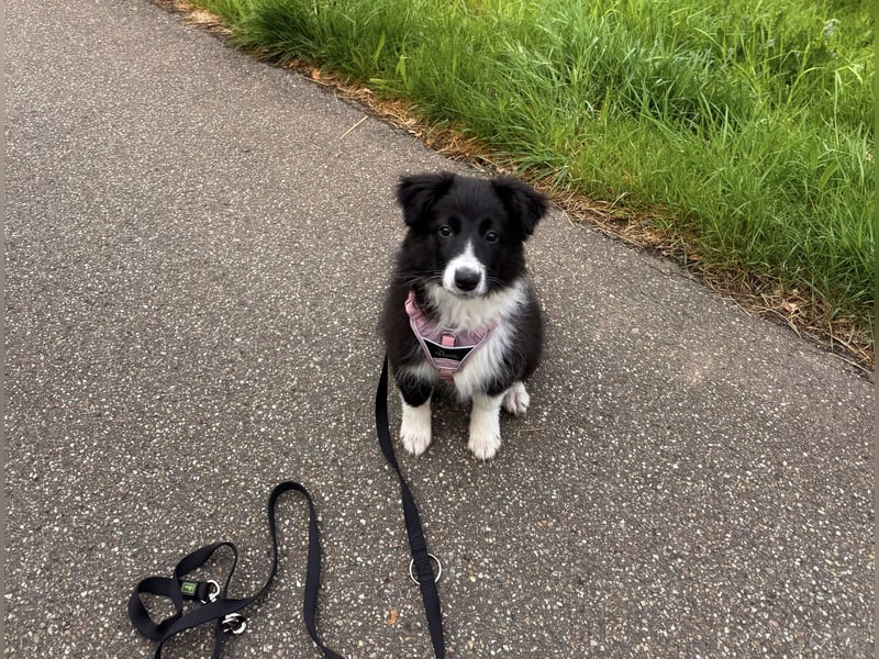 Border Collie Welpe Hündin