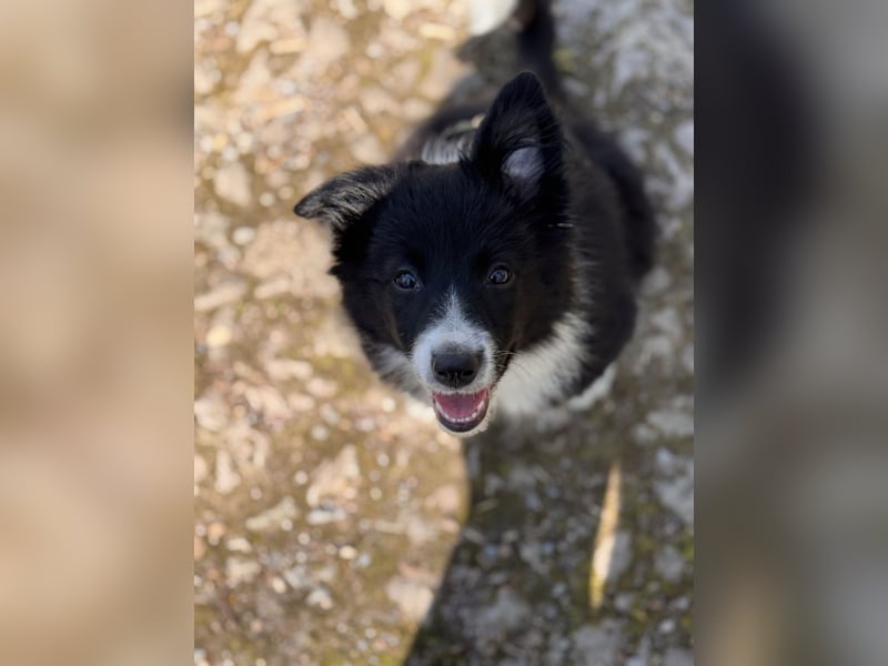 Border Collie Welpe Hündin