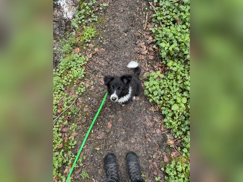 Border Collie Welpe Hündin