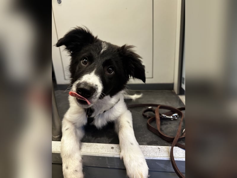 Border Collie Hündin Lou sucht ein neues Zuhause