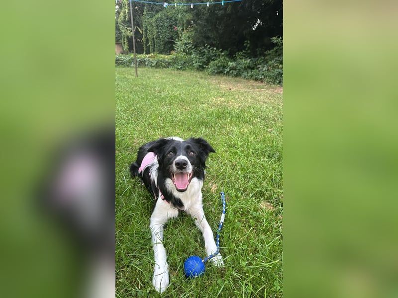 Border Collie Hündin Lou sucht ein neues Zuhause
