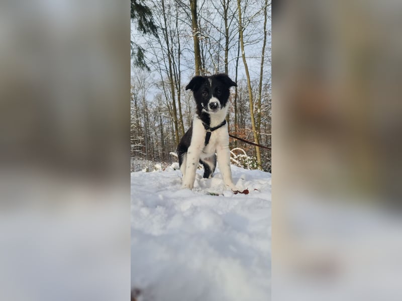 Border Collie Hündin Lou sucht ein neues Zuhause