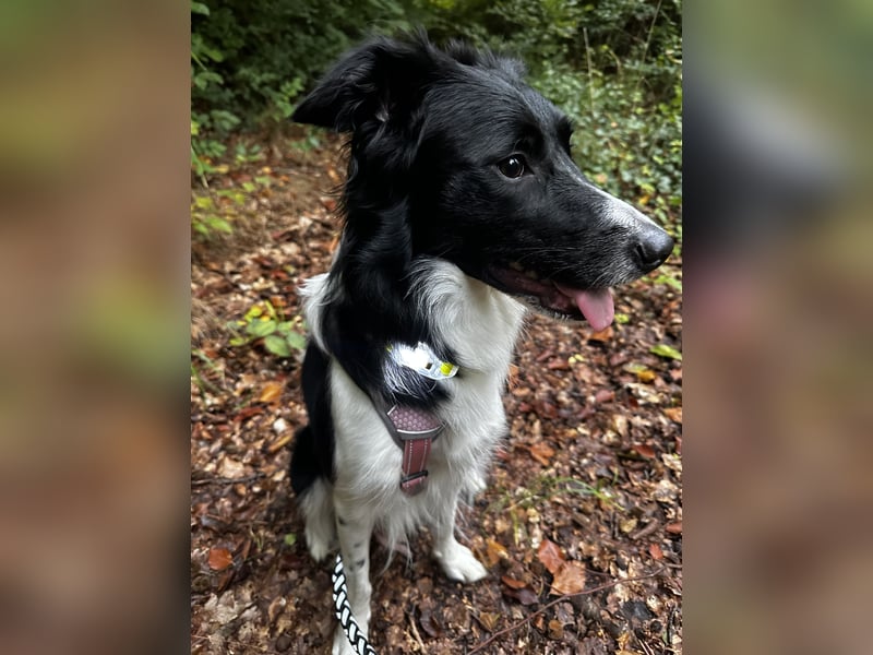 Border Collie Hündin Lou sucht ein neues Zuhause
