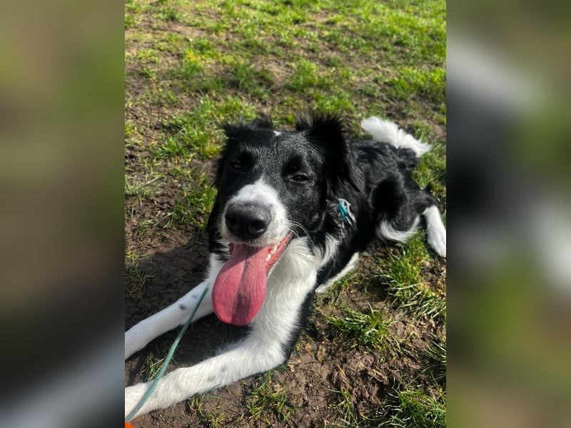 Border Collie Hündin Lou sucht ein neues Zuhause
