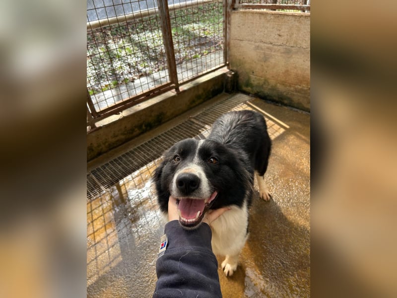 Hübsche Border Collie Mischlingshündin Enna sucht ihr zuhause