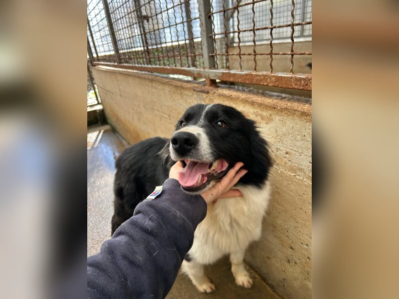 Hübsche Border Collie Mischlingshündin Enna sucht ihr zuhause
