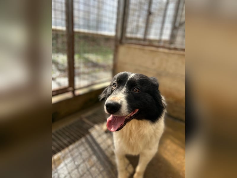 Hübsche Border Collie Mischlingshündin Enna sucht ihr zuhause