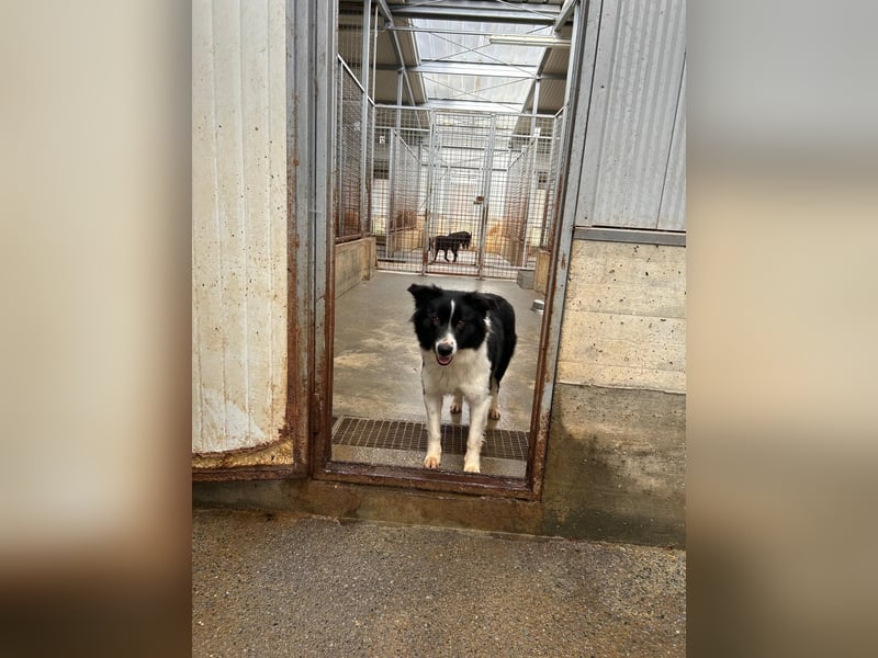 Hübsche Border Collie Mischlingshündin Enna sucht ihr zuhause