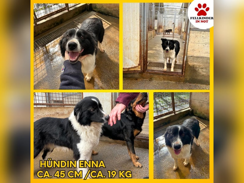 Hübsche Border Collie Mischlingshündin Enna sucht ihr zuhause
