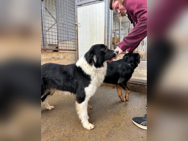 Hübsche Border Collie Mischlingshündin Enna sucht ihr zuhause