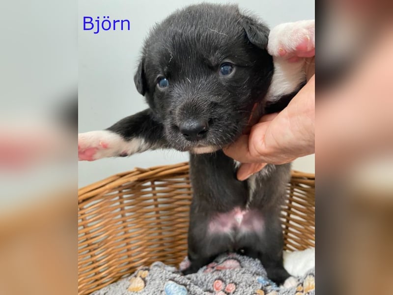Border Collie Mischlings Welpen