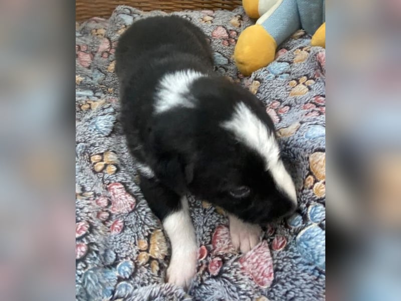 Border Collie Mischlings Welpen