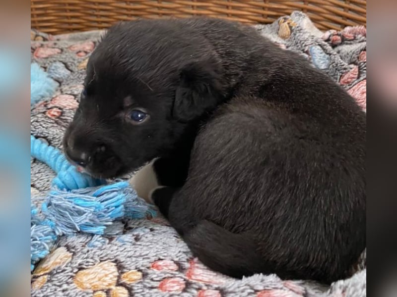 Border Collie Mischlings Welpen